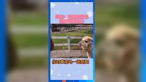 娱乐吃瓜呱,揭秘“吃瓜呱”背后的故事